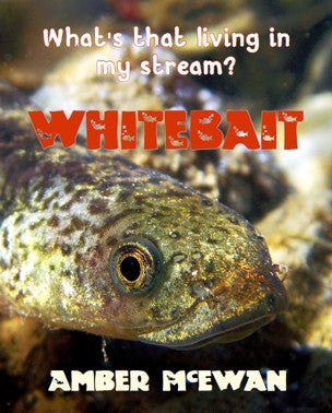 What's that living in my Stream? Whitebait by Amber McEwan